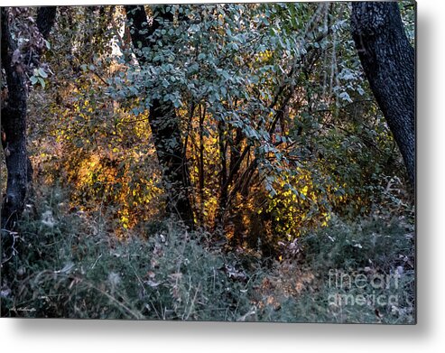 Nature Metal Print featuring the photograph Hot sunset in the forest by Arik Baltinester