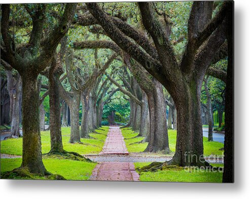 America Metal Print featuring the photograph Houston Trees by Inge Johnsson