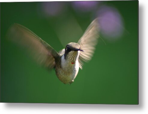 Hummingbird Metal Print featuring the photograph Hovering Hummingbird by Robert E Alter Reflections of Infinity