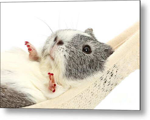 Guinea Pig Metal Print featuring the photograph How do you like the new nails? by Warren Photographic