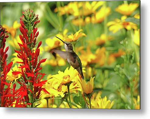Hummingbird Metal Print featuring the photograph Hummers Love Red by Debbie Oppermann