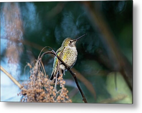 Hummingbird Metal Print featuring the photograph Hummingbird on Blue by Peggy Collins