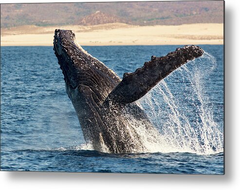 Whale Humpback Whale Metal Print featuring the photograph Humpback Whale Breaching by Mark Harrington