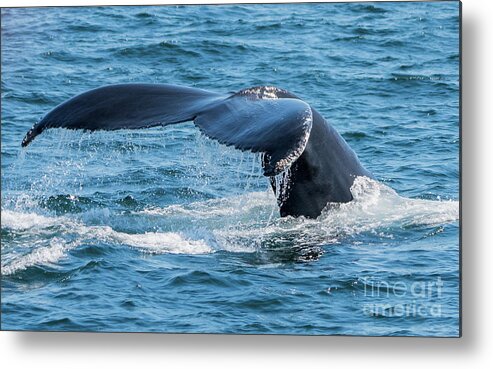 Whale Metal Print featuring the photograph Humpback Whale Fluke by Lorraine Cosgrove