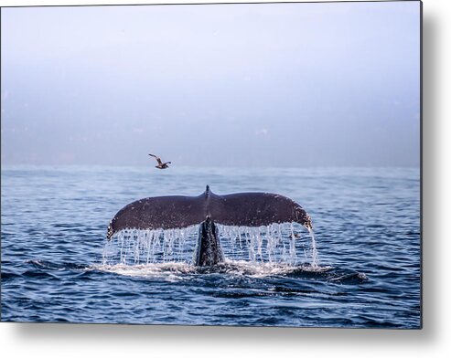 Whale Metal Print featuring the photograph Humpback Whale Flukes by Janis Knight