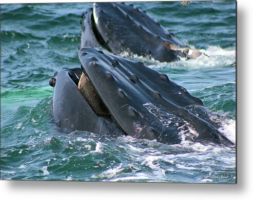 Humpback Whale Mouth Metal Print featuring the photograph Humpback Whale Mouth by Linda Sannuti