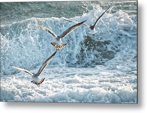 Seagulls Metal Print featuring the photograph Hunting The Waves by Don Durfee