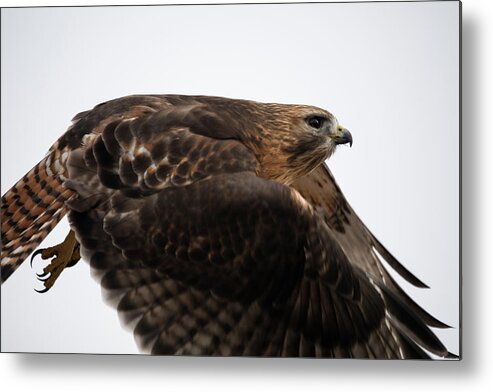 Hal Hybrid Hawk Redtail Redshould Redshouldered Red-shoulder Red-tail X Bird Hunting Rare Ornithology Outside Outdoors Natural Wild Wildlife Nature Predator Boylston West W Westboylston Ma Mass Massachusetts Brian Hale Brianhalephoto Newengland New England Closeup Close Up Flyby Flying Flight Uncropped Metal Print featuring the photograph Hybrid Hawk Flyby by Brian Hale