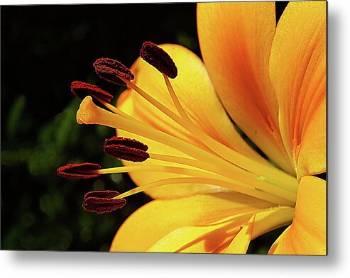 Flowers Metal Print featuring the photograph Hybrid Lily by Rich Walter