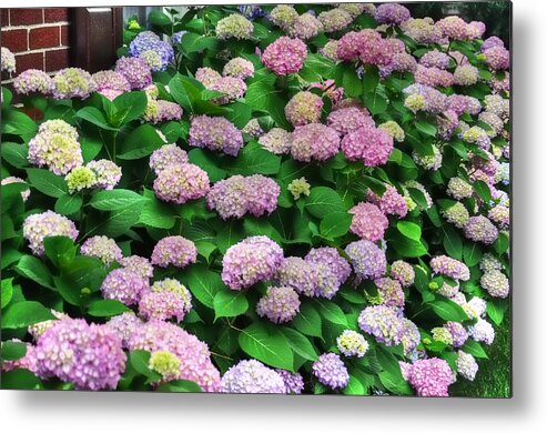 Hydrangea Circus Metal Print featuring the photograph Hydrangea Circus by Chris Fleming