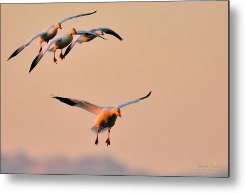  Metal Print featuring the photograph I know what I'm doing by Sherry Clark