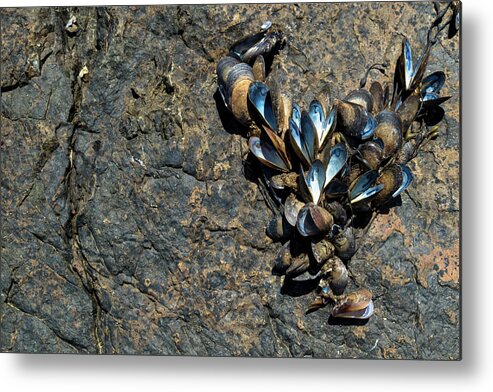 Maine Metal Print featuring the photograph I Love Maine by Holly Ross