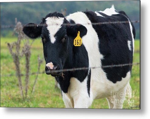 Cow Metal Print featuring the photograph I See You by Jennifer White