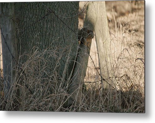 Squirrel Metal Print featuring the photograph I see you by Troy Stapek