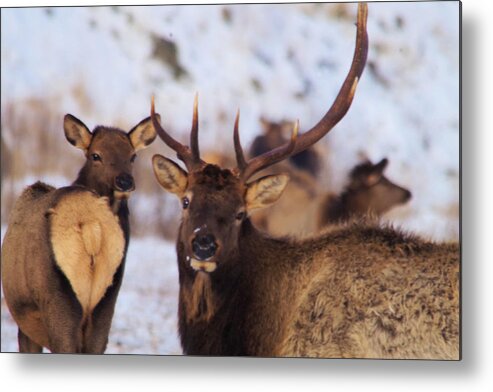 Elk Metal Print featuring the photograph I think one rack is sexy by Jeff Swan