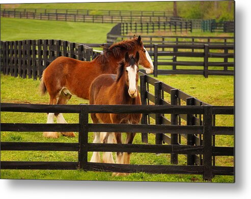 Horses Metal Print featuring the photograph I Want To Be In The Picture, Too by Beth Collins