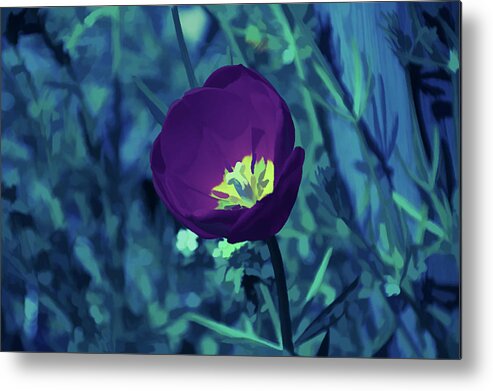 Purple Tulip Metal Print featuring the photograph Ice Cold Tulip by Aimee L Maher ALM GALLERY