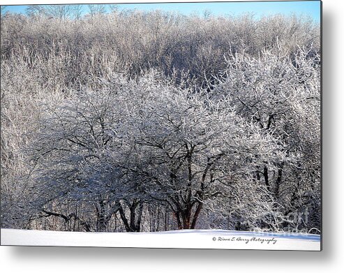 Diane Berry Metal Print featuring the photograph Ice Orchard by Diane E Berry