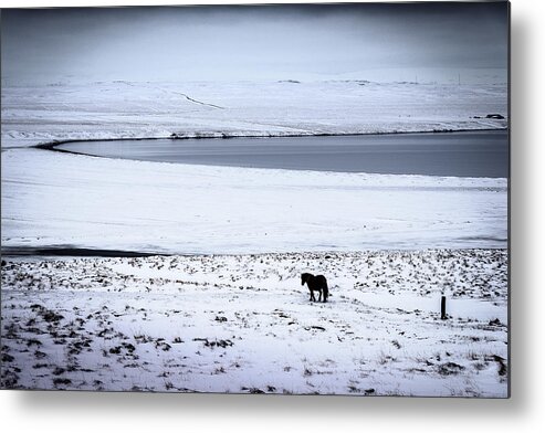 Iceland Metal Print featuring the photograph Icelandic Horse by Peter OReilly