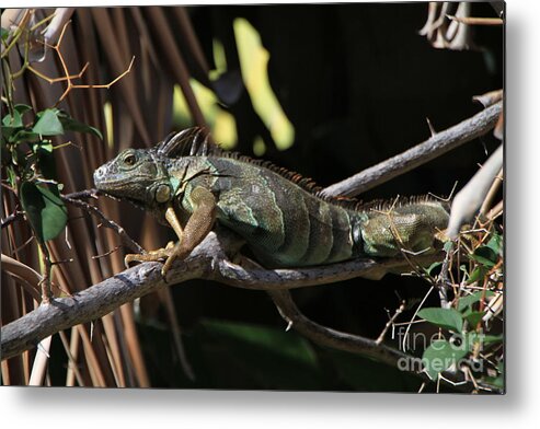 Iguana Metal Print featuring the photograph Iguana by Edward R Wisell