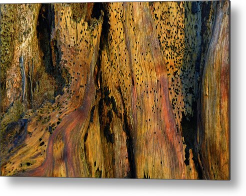Jekyll Island Metal Print featuring the photograph Illuminated Stump with Peeking Crab by Bruce Gourley