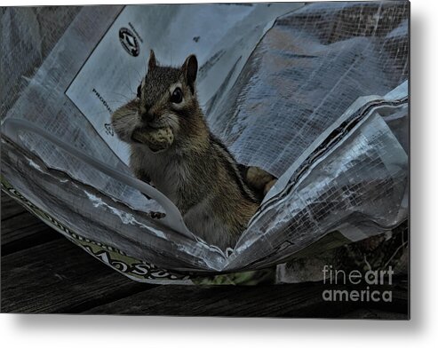 Chipmunk Metal Print featuring the photograph I'm Hungry by Randy J Heath