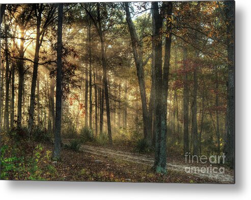Imagine A Mystical Light In The Forest Metal Print featuring the digital art Imagine a Mystical Light in the Forest by William Fields