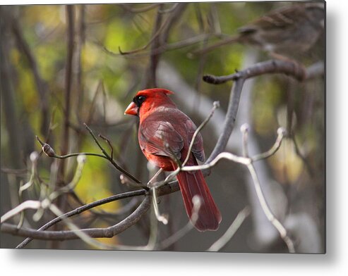 Northern Cardinal Metal Print featuring the photograph IMG_8199 - Northern Cardinal by Travis Truelove
