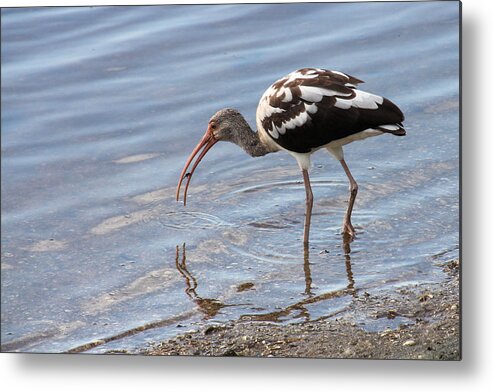 Bird Metal Print featuring the photograph Immature Ibis with a Catch by Rosalie Scanlon