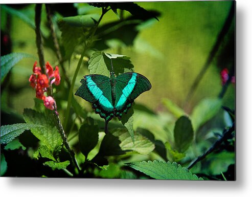 Butterfly Metal Print featuring the photograph In a Butterfly World by Milena Ilieva