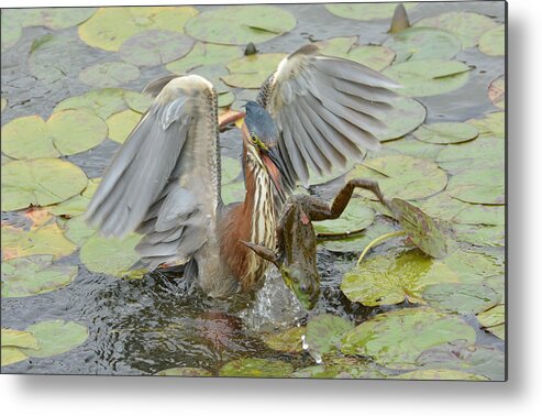 Little Green Heron Metal Print featuring the photograph In A Flash 2 by Fraida Gutovich