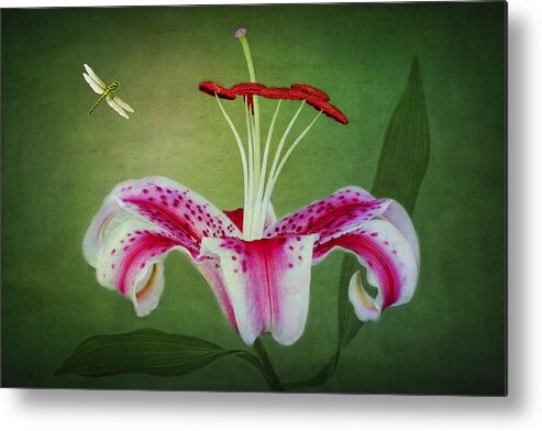 Stargazer Lilies Metal Print featuring the photograph In Love by Marina Kojukhova
