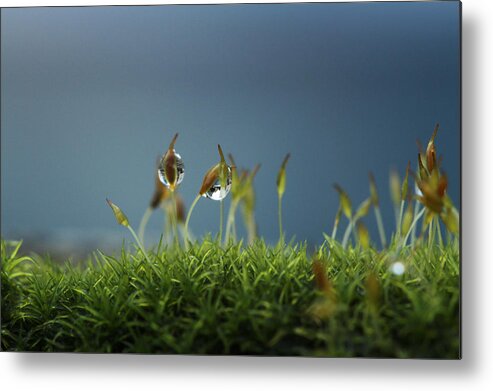 Connie Handscomb Metal Print featuring the photograph In Moss World .. Rain by Connie Handscomb