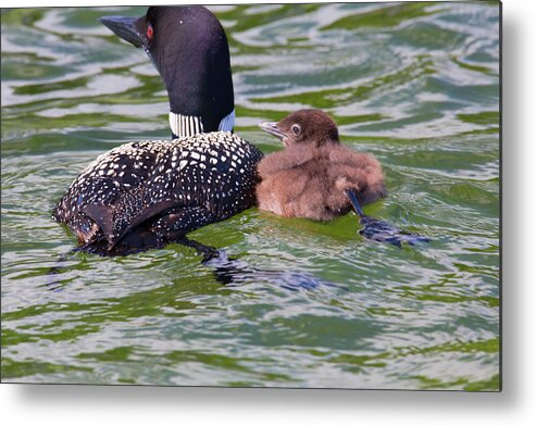 Loons Metal Print featuring the photograph In Sync by Nancy Dunivin
