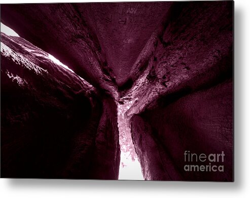 Giant Sequoia Metal Print featuring the photograph In The Belly of a Two Headed Giant by Leah McPhail