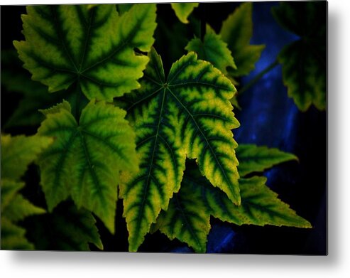 Leaves Metal Print featuring the photograph In the Green by Helen Carson
