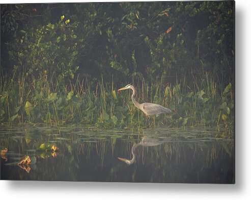 Marsh Metal Print featuring the photograph In The Mist by Lorenzo Cassina