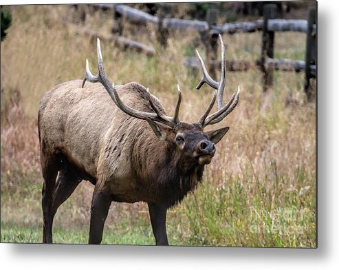 Bull Elk Metal Print featuring the photograph In this Corner by Jim Garrison