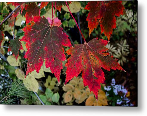 Maple Metal Print featuring the photograph In Transition by Tim Kirchoff