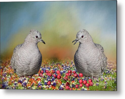 Inca Doves Metal Print featuring the photograph Inca Doves by Bonnie Barry