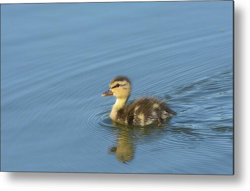 Baby Mallard Metal Print featuring the photograph Independence by Fraida Gutovich