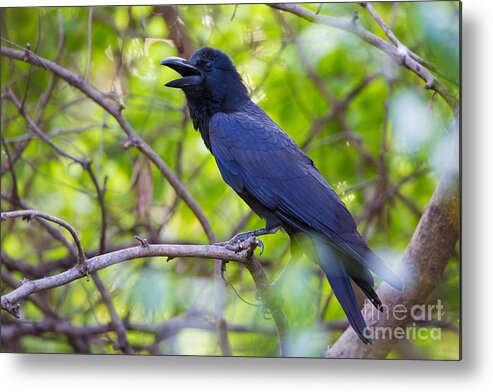 Indian Jungle Crow Metal Print featuring the photograph Indian Jungle Crow by B. G. Thomson