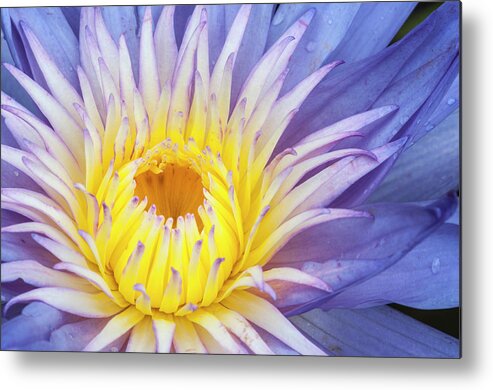 Waterlily Metal Print featuring the photograph Perfect symmetry of a blossom by Usha Peddamatham