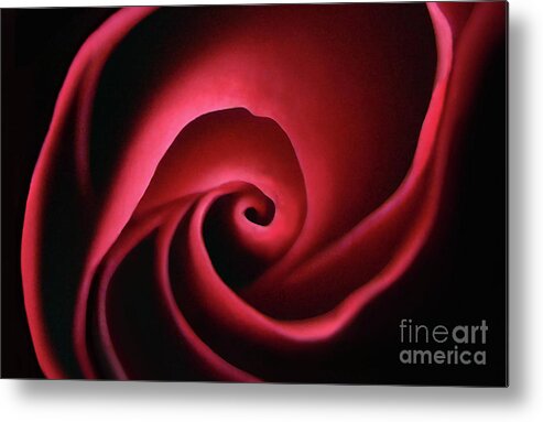 Rose Metal Print featuring the photograph Inner Glow by Dan Holm