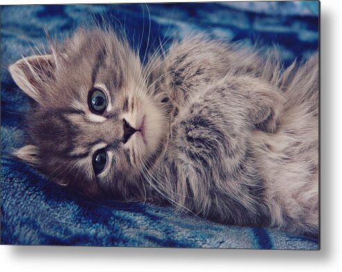 Kitten Metal Print featuring the photograph Innocence by Kelley Nelson