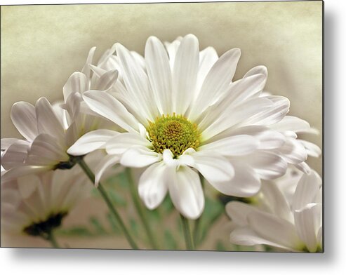 Daisies In Light Photo Metal Print featuring the photograph Inspired Daisies Print by Gwen Gibson