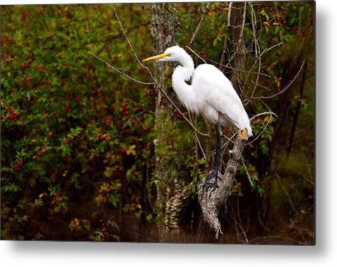 Heron Metal Print featuring the photograph Intense by Jamie Pattison