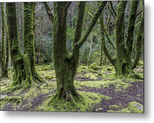 Original Metal Print featuring the photograph Into the Irish woods by WAZgriffin Digital