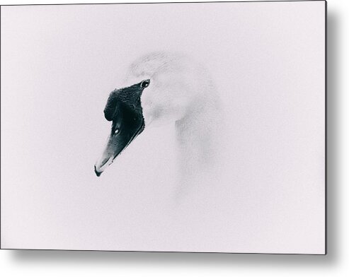 Swan Metal Print featuring the photograph Into The Mind by Jaroslav Buna
