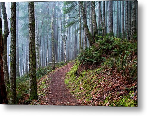 Forest Metal Print featuring the photograph Into the Misty Forest by Peggy Collins